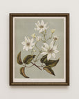 Vintage Botany 0.52