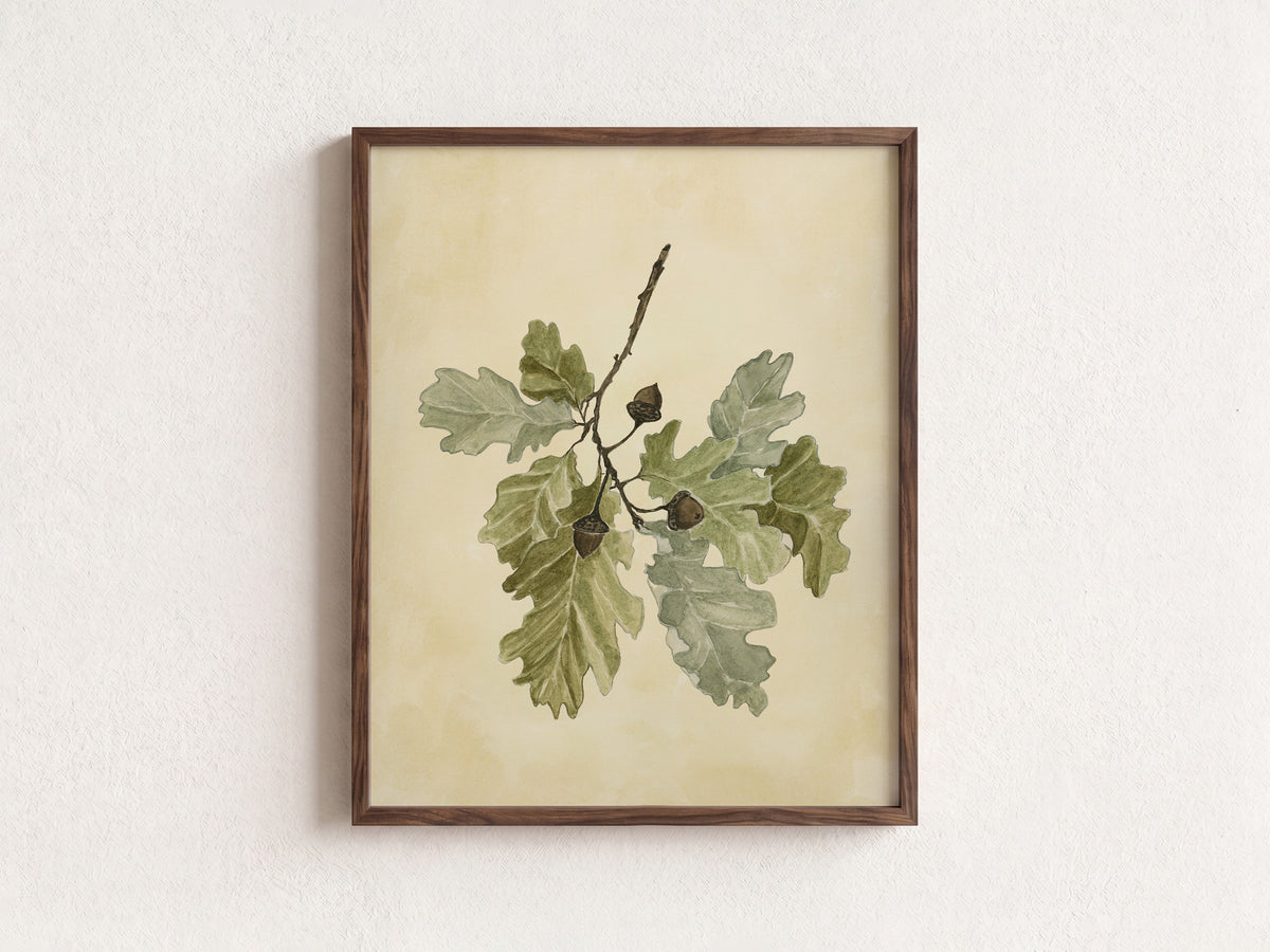 Acorn Stem Fine Art Print