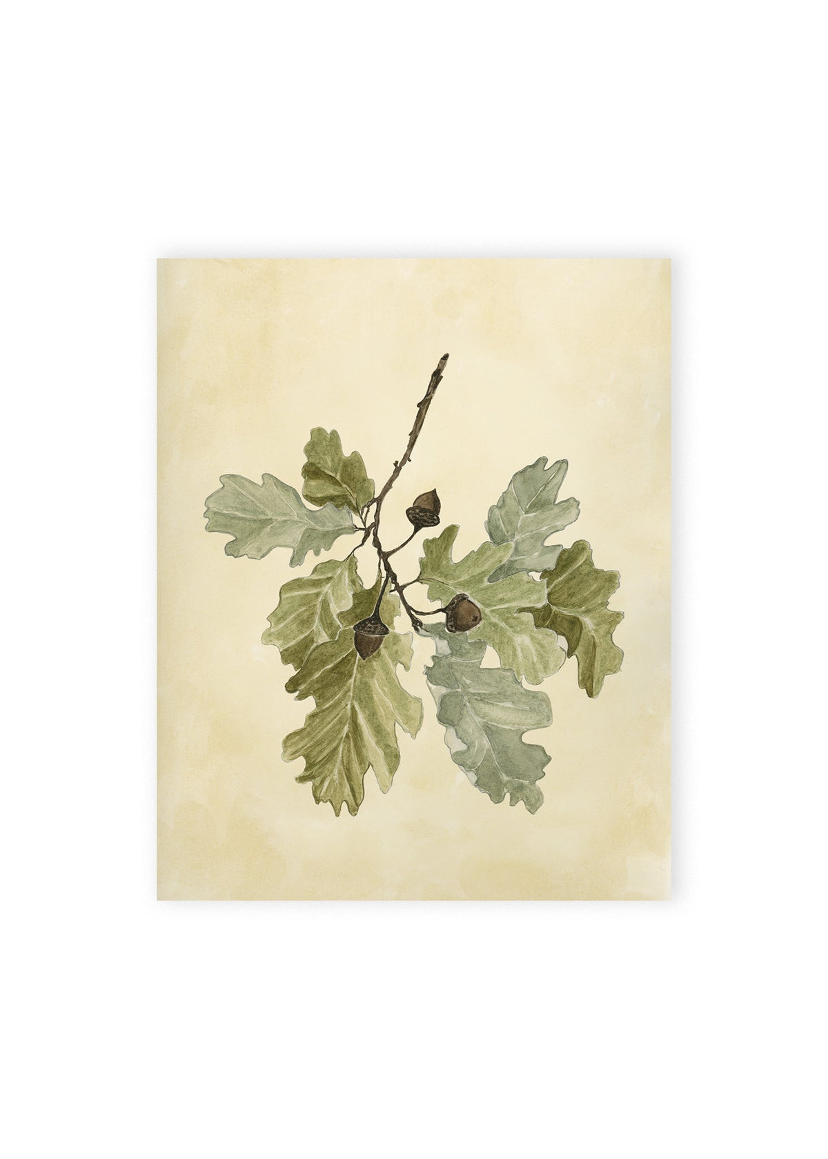 Acorn Stem Fine Art Print
