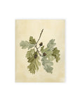 Acorn Stem Fine Art Print