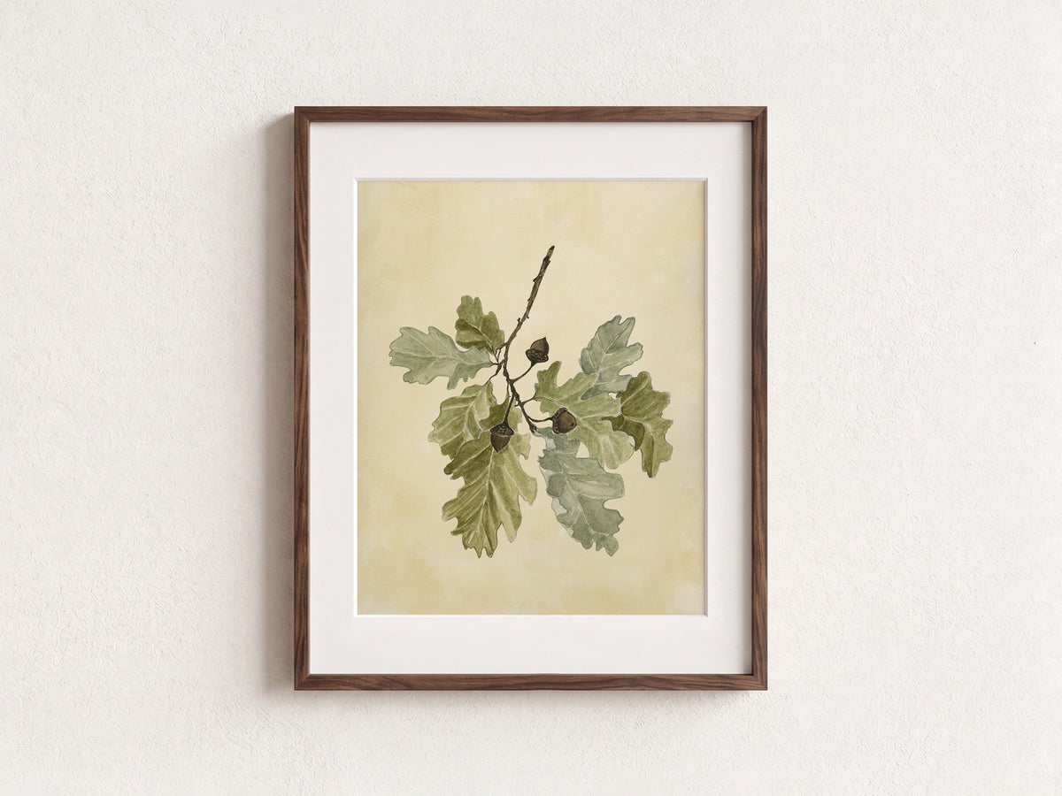 Acorn Stem Fine Art Print