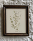 Vintage Botany 0.13