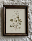 Vintage Botany 0.14