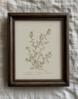 Vintage Botany 0.15