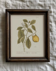 Vintage Botany 0.17