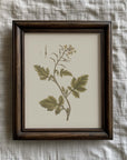 Vintage Botany 0.18