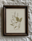 Vintage Botany 0.20