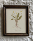 Vintage Botany 0.23