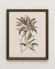 Vintage Botany 0.41