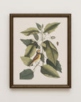 Vintage Botany 0.42
