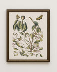 Vintage Botany 0.43