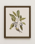 Vintage Botany 0.44