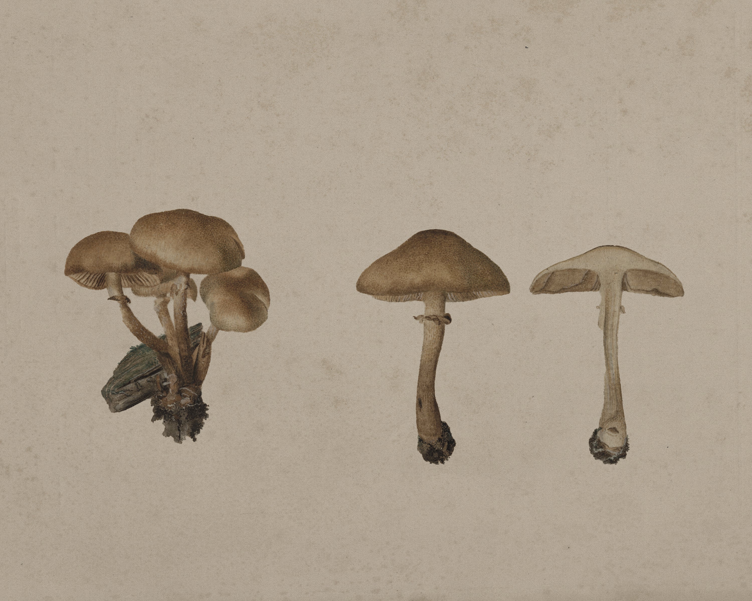 Vintage Still Life Print - Mushrooms