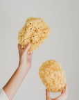 Large Natural Sea Sponge