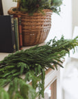 Norfolk Pine Garland